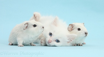 Baby white Guinea pigs and white kitten