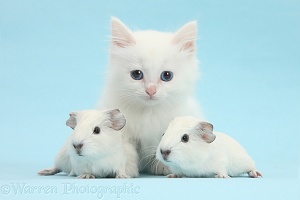 Baby white Guinea pigs and white kitten