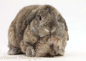 Baby Hedgehog and agouti Lop rabbit
