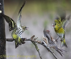Siskins and redpoll fighting