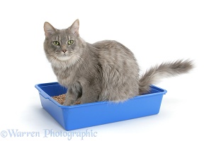 Maine Coon cat using a litter tray