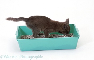 Burmese-cross kitten digging in a litter tray