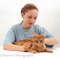 Owner stroking a ginger cat