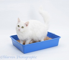White Maine Coon-cross cat using a litter tray