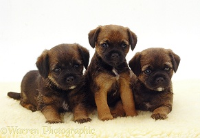 Three Border Terrier pups, 5 weeks old