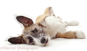 Patterdale x Jack Russell Terrier pup