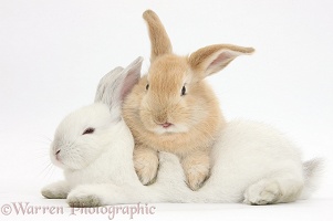Sandy rabbit lounging over white rabbit