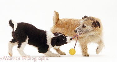 Border Collie pup in tug-o-war with terrier dog