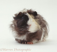 Rosetted Abyssinian Guinea pig