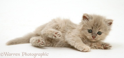 Lilac-tortoiseshell Persian-cross kitten