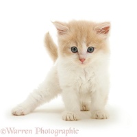 Ginger-and-white Persian-cross kitten