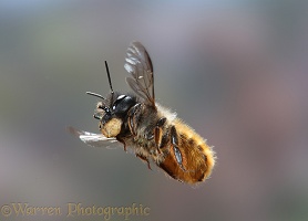 Mason bee carrying mud