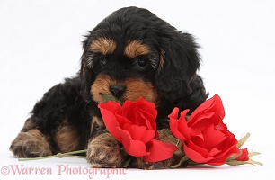 Cavapoo pup with red roses