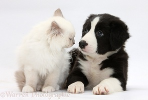 Blue-point kitten and black-and-white Border Collie puppy