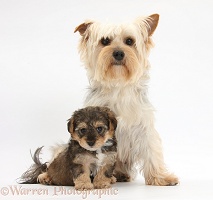 Yorkie mother with Yorkipoo pup