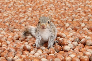 Young Grey Squirrel sea of hazel nuts
