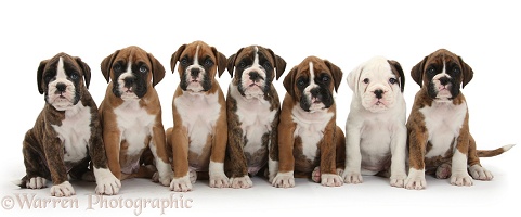 Seven boxer puppies sitting in a row