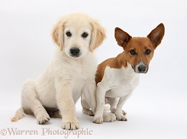 Golden Retriever pup and Jack Russell-cross