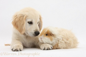 Golden Retriever pup and Guinea pig