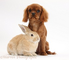 King Charles pup and young Sandy rabbit