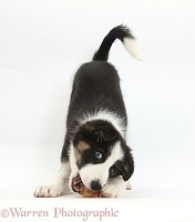 Playful odd-eyed Tricolour Border Collie pup