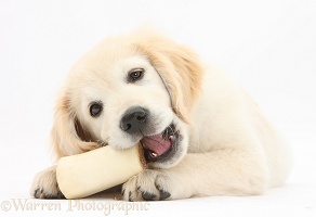 Golden Retriever pup chewing a bone