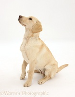 Yellow Labrador Retriever pup