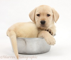 Yellow Labrador pup in a dog bowl