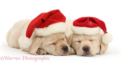 Sleeping Yellow Labrador pups wearing Santa hats