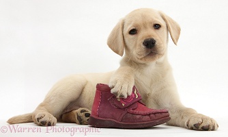 Yellow Labrador pup with a child's shoe