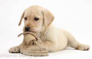 Yellow Labrador pup chewing a child's shoe