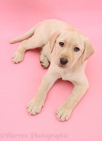 Yellow Labrador Retriever on pink background