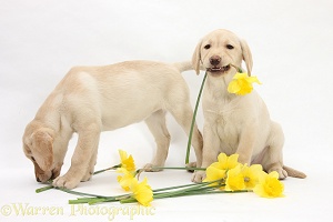 Yellow Labrador Retriever pups lying with daffodils