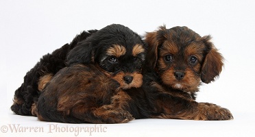 Black-and-tan Cavapoo pups