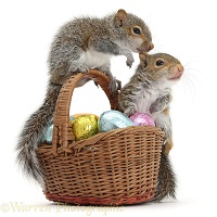 Young Grey Squirrels with wicker basket of Easter eggs