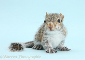 Young Grey Squirrel on blue background
