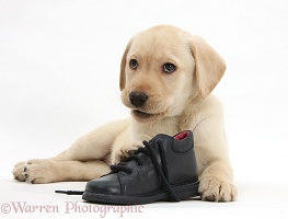 Yellow Labrador pup with a child's shoe