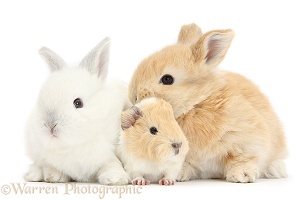 White and sandy rabbits with Guinea pig