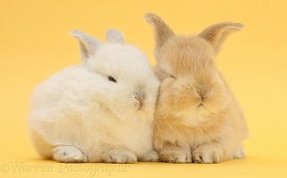 White and sandy rabbits on yellow background
