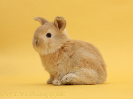 Sandy rabbit on yellow background