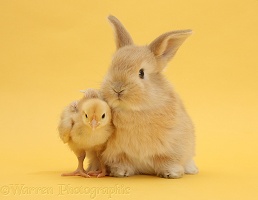 Cute sandy rabbit and bantam chick on yellow background