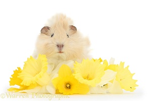 Young cinnamon-and-white Guinea pig with daffodils
