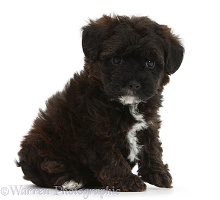 Black Yorkipoo pup, 6 weeks old