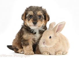 Yorkipoo pup, 6 weeks old, with baby sandy rabbit