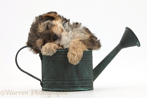 Yorkipoo pup sleeping in a watering can