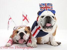 British Bulldogs in union jack and England costume