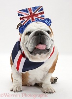 Bulldog wearing a union jack bandaner and 'top hat'