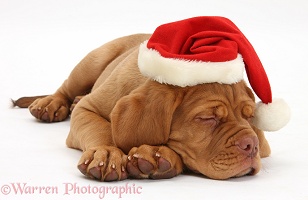 Dogue de Bordeaux puppy sleeping with Santa hat on