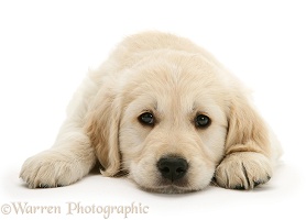 Golden Retriever pup lying with chin on the floor