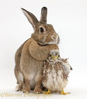 Baby Kestrel chick and agouti rabbit
